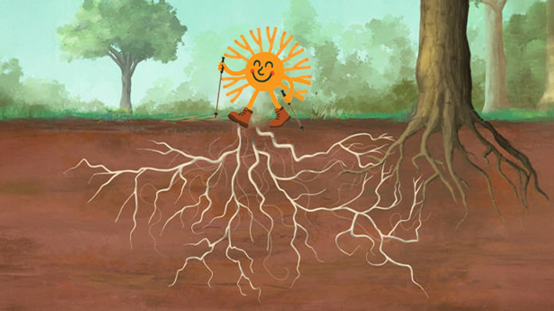 The Complete Nutritional Profile of Mycelium: Detailed Overview