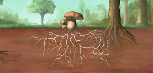 Mycelium in the ground.